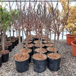 Mini broskyňa nízkokmenná (prunus persica) ´DIAMOND´® - výška 90-110 cm, kont. C5L 